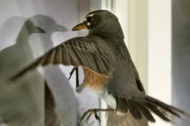 Чому пташка стукає у вікно і про що вона може попереджати господаря