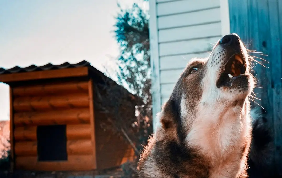 Собака виє біля дому: на що слід звернути увагу та чого очікувати найближчим часом