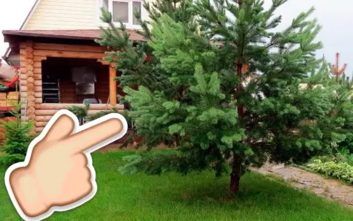 Ніколи не садіть ці три дерева біля свого дому, щоб потім не жаліти