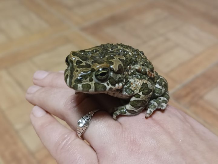 5 причин, чому жаби лізуть у дім, та що з ними робити