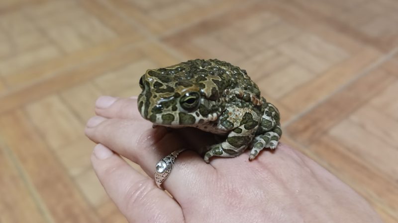 5 причин, чому жаби лізуть у дім, та що з ними робити