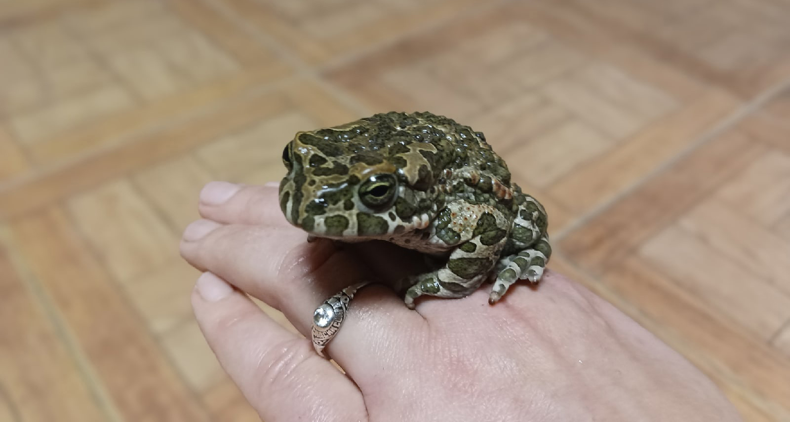 5 причин, чому жаби лізуть у дім, та що з ними робити