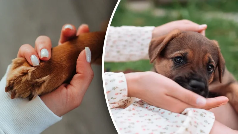 Собака облизує господаря не просто так. Що саме вона хоче цим сказати