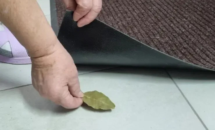 Чому багато господарів кладуть лаврове листя під килимок вхідних дверей. Так робили ще наші прадіди