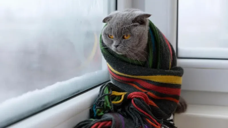 До України мчать сибірські морози: синоптик попередив про нову хвилю холоду (карта)