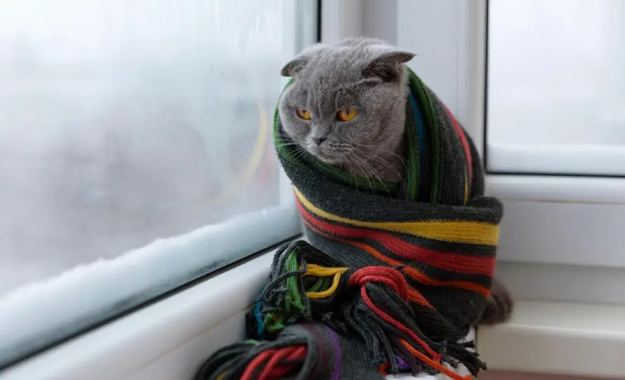 До України мчать сибірські морози: синоптик попередив про нову хвилю холоду (карта)