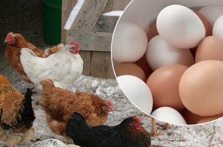 Щоб кури почали краще нести яйця, скористайтеся цим простим та дієвим способом