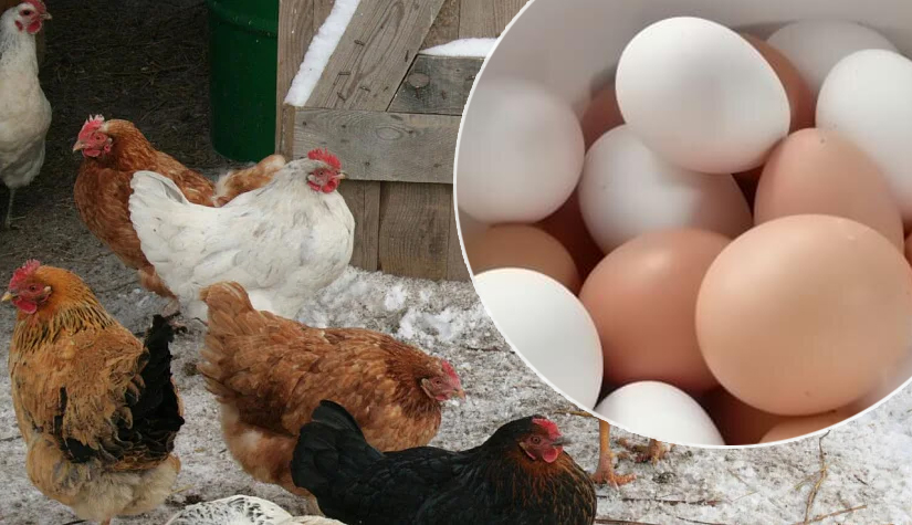 Щоб кури почали краще нести яйця, скористайтеся цим простим та дієвим способом