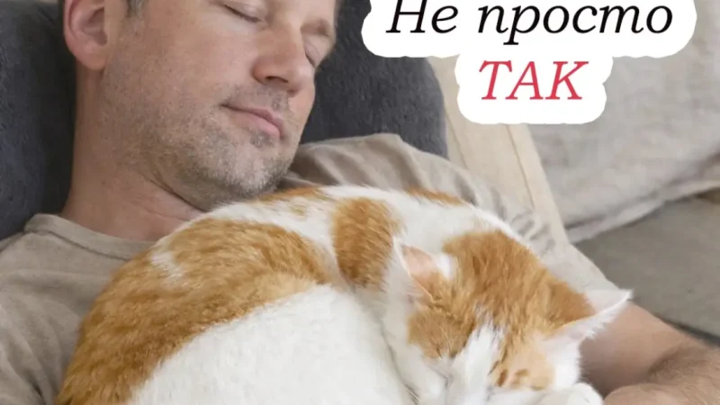 Чому кішка лягає на господаря: вона робить це з важливої причини