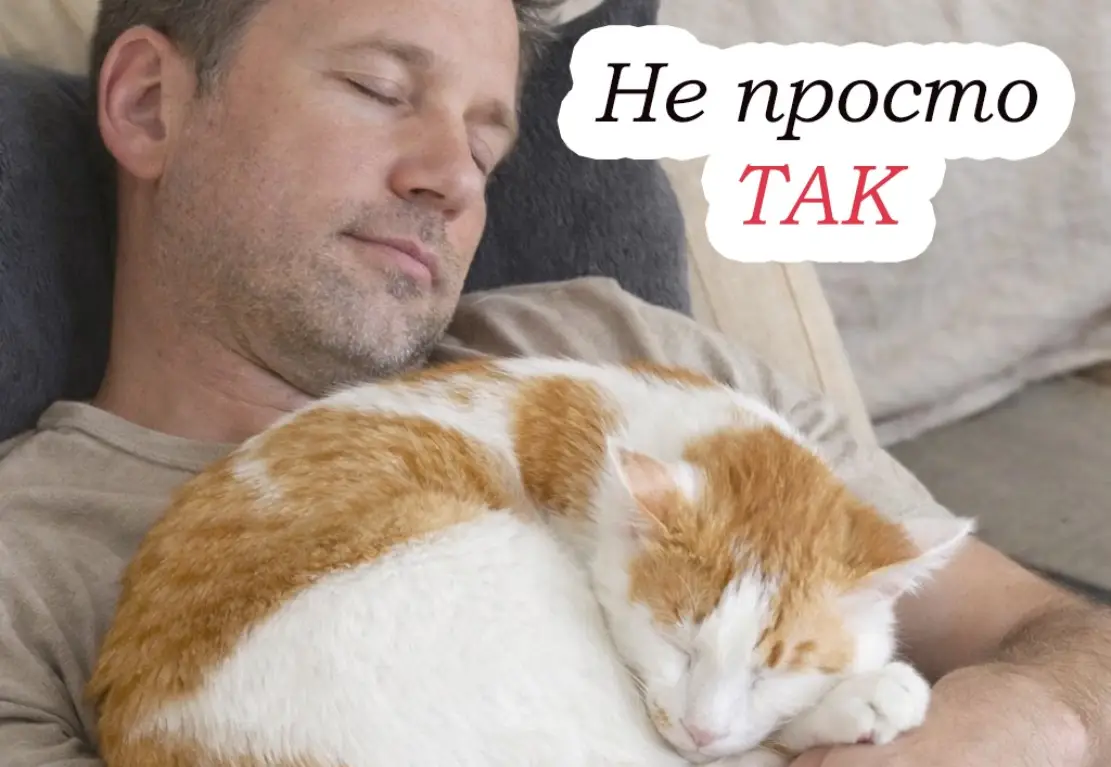 Чому кішка лягає на господаря: вона робить це з важливої причини