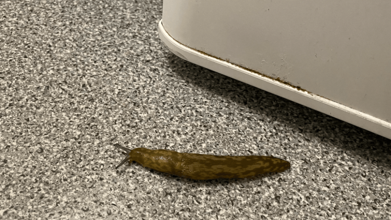 Чи знаєте ви, що коли слимак відвідує вашу квартиру чи будинок, це означає, що у вас є