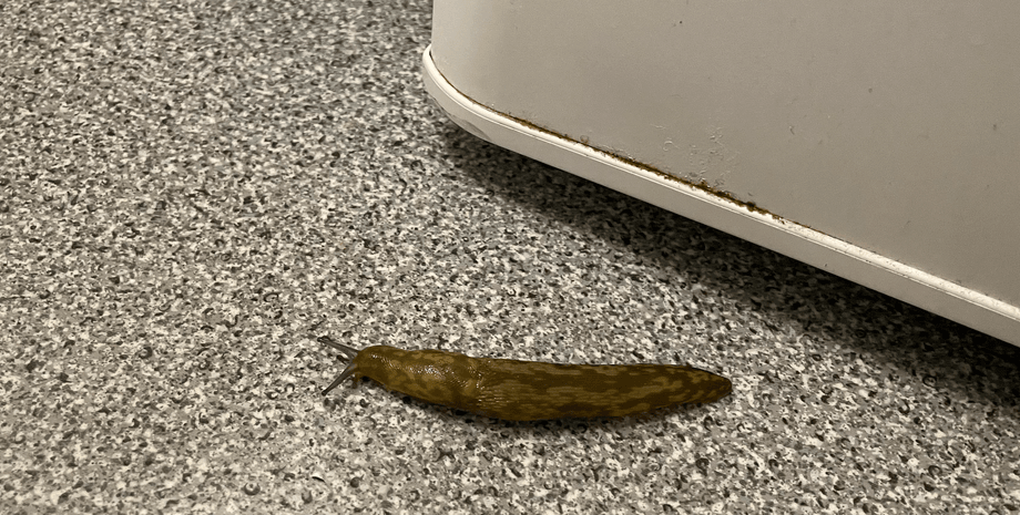 Чи знаєте ви, що коли слимак відвідує вашу квартиру чи будинок, це означає, що у вас є