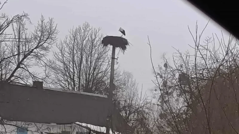 Вже сидить у гнізді: в Україні зафіксували першого лелеку