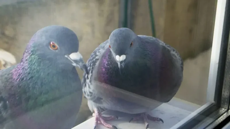 Голуб прилітає і сідає на підвіконня не просто так: на що потрібно звернути увагу кожному господарю