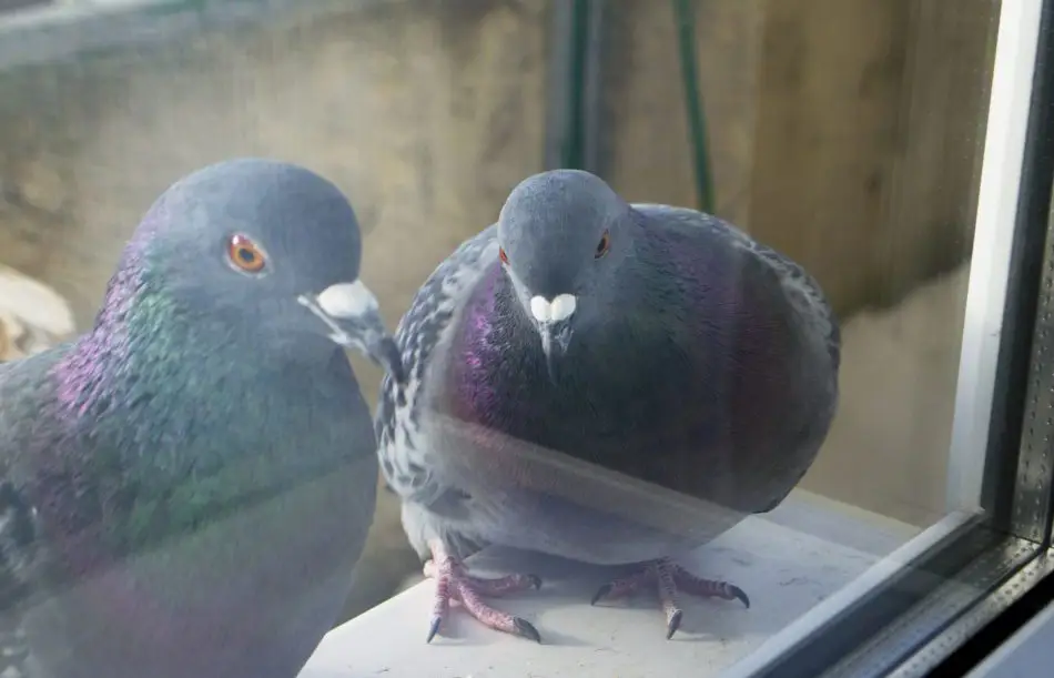 Голуб прилітає і сідає на підвіконня не просто так: на що потрібно звернути увагу кожному господарю
