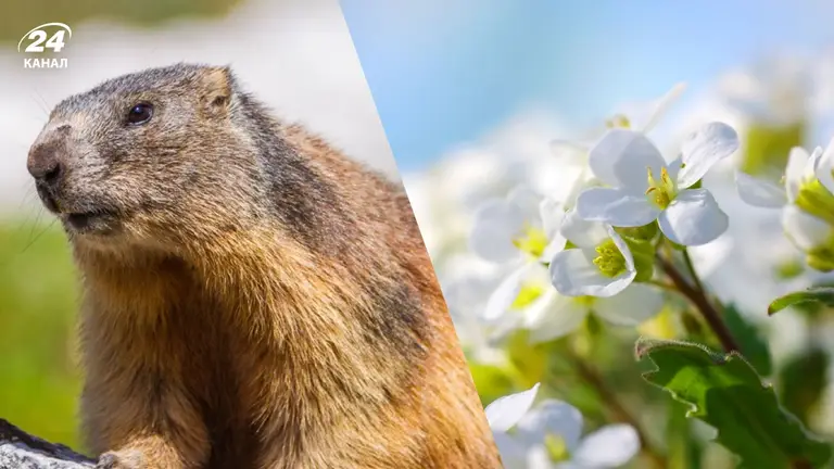 Бабак Тимко спрогнозував погоду на весну 2026 року: виліз чи не виліз гризун