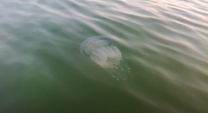 Море перетворилося на “кашу” з медуз, у воду не зайти: свіжі відео з Бердянська