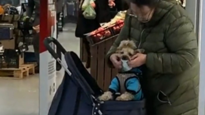 В одному із супермаркетів Києва жінка одягала маску на свого собаку: відео