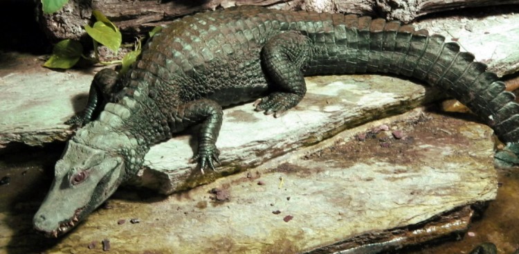 У центрі Києва знайшли крокодила: стали відомі подробиці. Відео