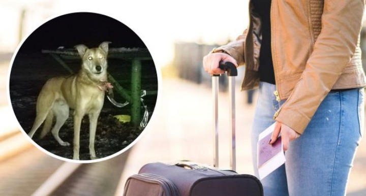 У Києві жінка кинула свого собаку у парку та поїхала на заробітки: біля тварини була записка