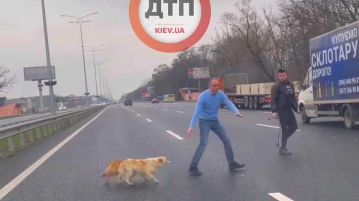 У Києві чоловік зупинив рух Бориспільською трасою, аби перевести собак через дорогу: