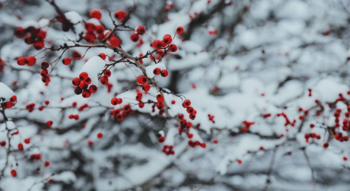 У суботу морози посиляться: прогноз погоди в Україні на 8 січня