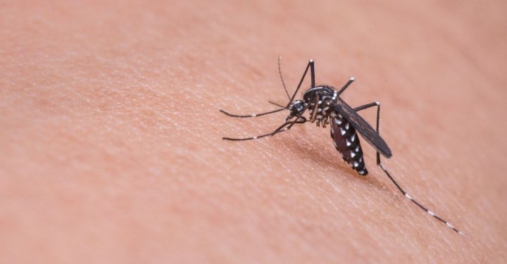 Вчені з’ясували, чому одних людей комарі кусають, а інших ні