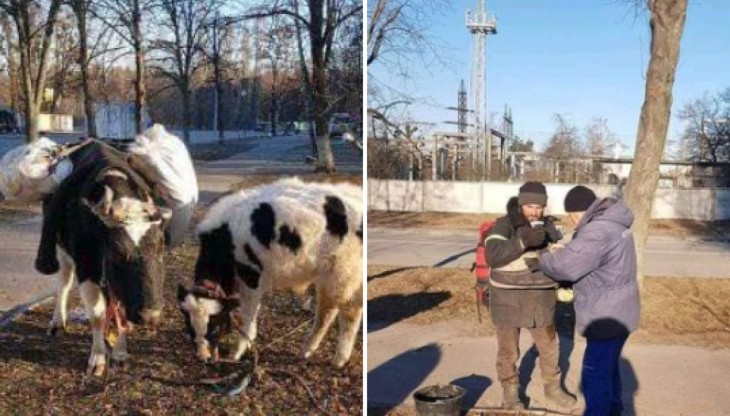 Українець вийшов з «ірпінського пекла» і вивів з собою двох корів