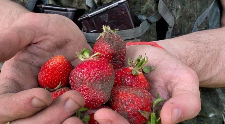 «Рашо-гастробайтери»: окупанти на Херсонщині наймаються до місцевих збирати полуницю (фото)
