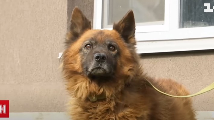 Став символом горя: як зараз живе пес Крим, який через російську ракету втратив родину