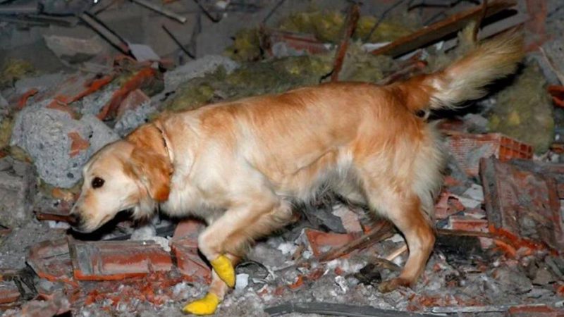 Після землетрусу у Туреччині пес-рятувальник з пораненими лапами знайшов під завалами 5 людей. ФОТО