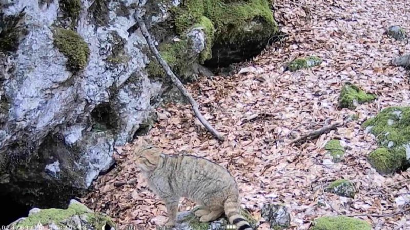Розгулював лісом та ніжився на сонці: у Карпатах зняли на відео рідкісного дикого кота