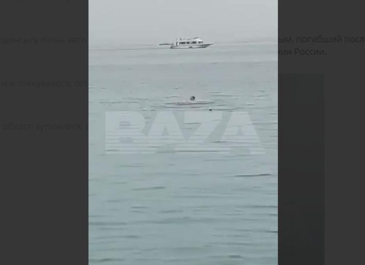 У Єгипті акула приплила до берега, потягнула та з’їла російського туриста