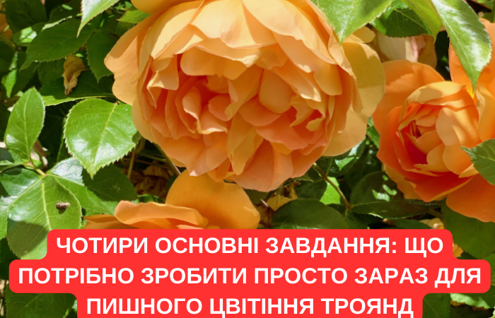 Чотири основні завдання: що потрібно зробити просто зараз для пишного цвітіння троянд