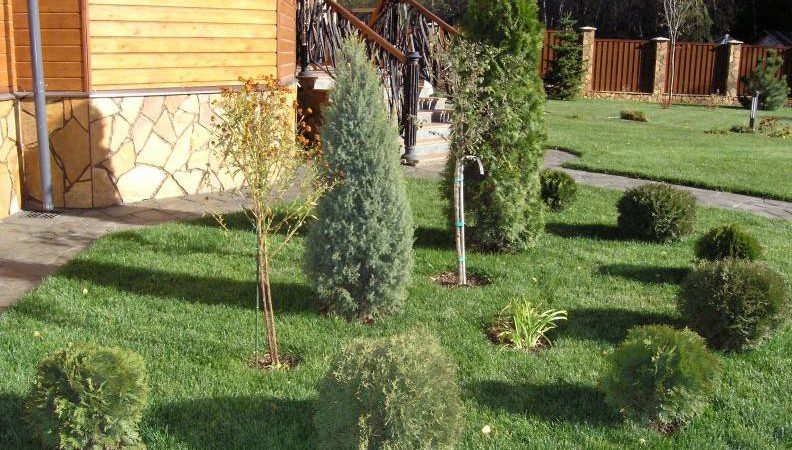 Шість дерев, які не варто садити біля будинку