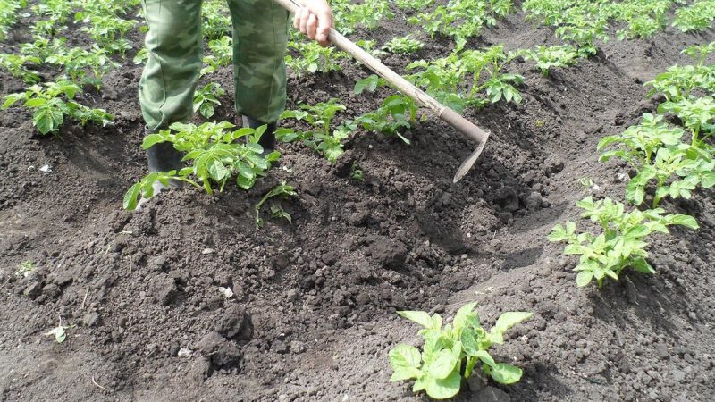 Підгортаємо картоплю правильно. Навіщо та коли це слід робити