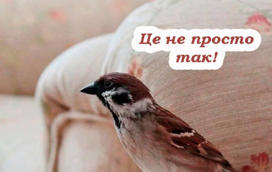 Що значить, коли пташка залетіла до будинку, та на що звернути увагу господарю