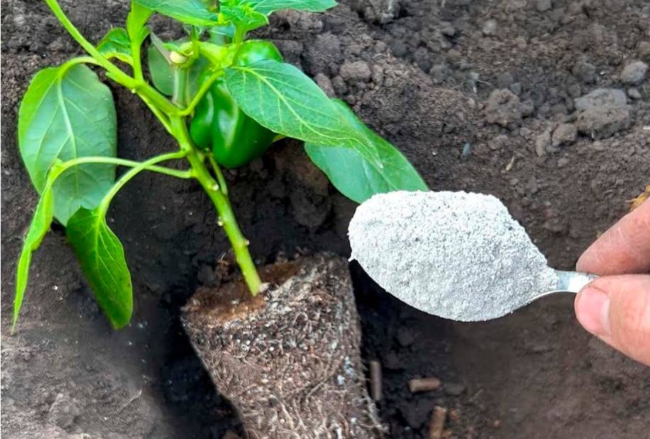 Яке добриво потрібно вносити під час висадки розсади перцю, щоб отримати гарний врожай