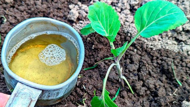 Як виростити здорову та гарну капусту. Чим підживити, для гарної зав’язі качанів
