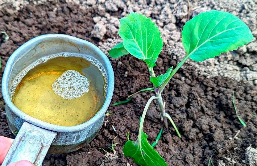 Як виростити здорову та гарну капусту. Чим підживити, для гарної зав’язі качанів