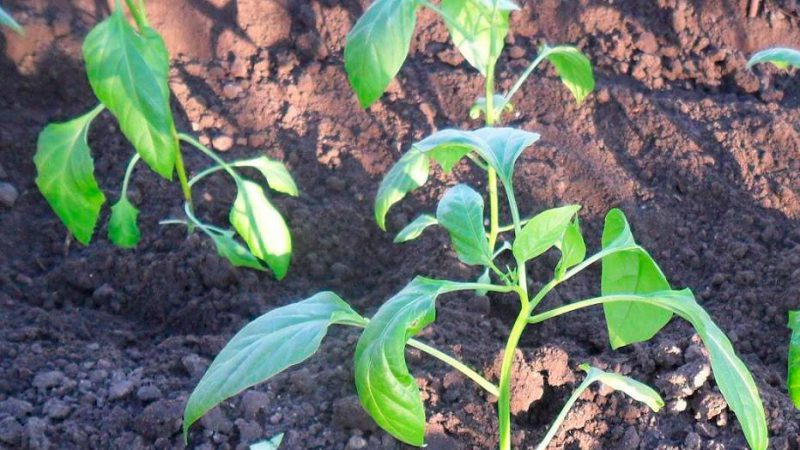 Головні помилки при висадці перцю, які можуть позбавити вас врожаю. Не робіть так