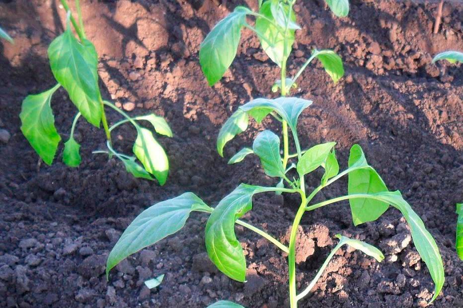 Головні помилки при висадці перцю, які можуть позбавити вас врожаю. Не робіть так