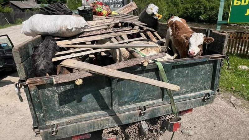 Ноу-хау у маскуванні: на Закарпатті ухилянтів сховали між худоби (відео)