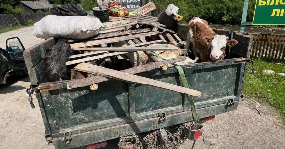 Ноу-хау у маскуванні: на Закарпатті ухилянтів сховали між худоби (відео)