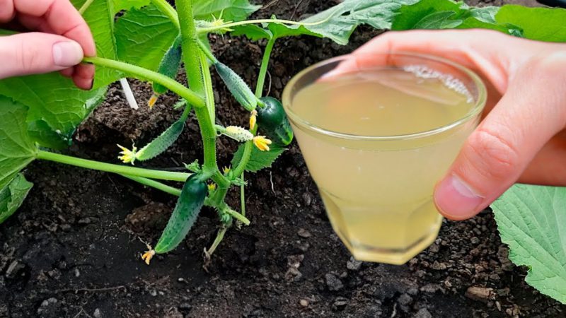 Огірки у червні поливають цим добривом, яке є на кожній кухні, щоб гарно росли