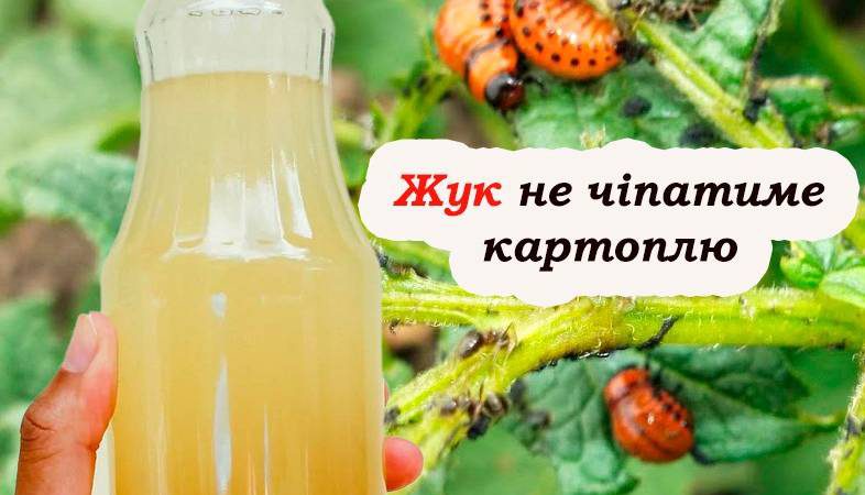 Колорадського жука як вітром здує. Дієвий спосіб захистити врожай від шкідників