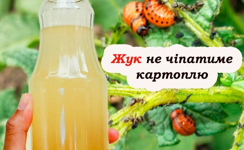 Колорадського жука як вітром здує. Дієвий спосіб захистити врожай від шкідників