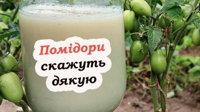 Помідори гарно ростуть, та не чіпається фіт0фтора. Городникам на замітку