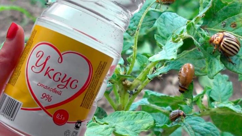 Як за допомогою оцту позбутися від колорадського жука. І не потрібно ніякої хімії