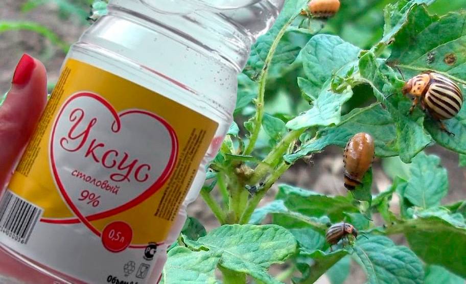 Як за допомогою оцту позбутися від колорадського жука. І не потрібно ніякої хімії